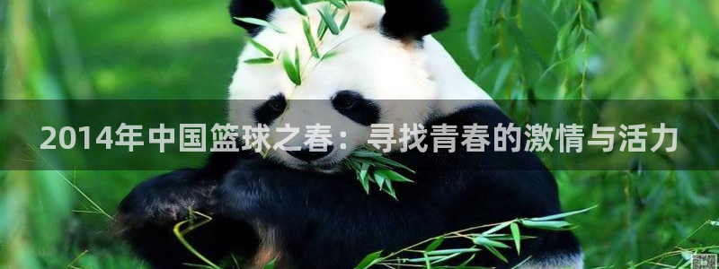 2026世预赛赛程：2014年中国篮球之春：寻找青春的激情与活力